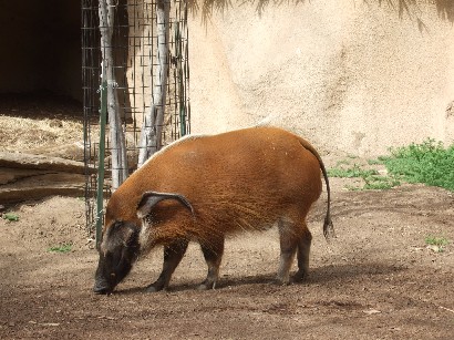 アフリカのイノシシ