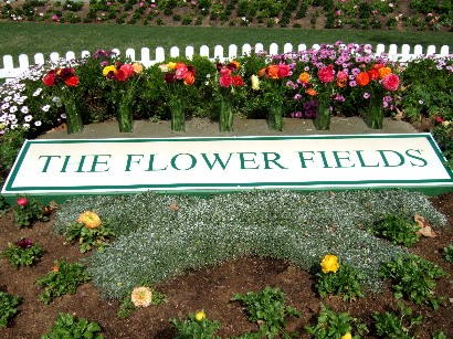 The Flower Fields
