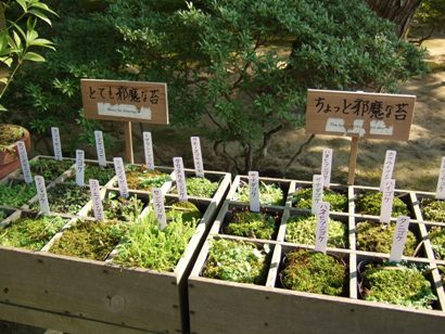 悪い苔
