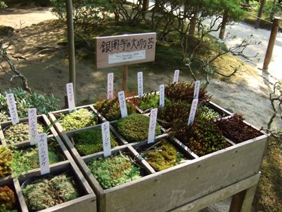 良い苔