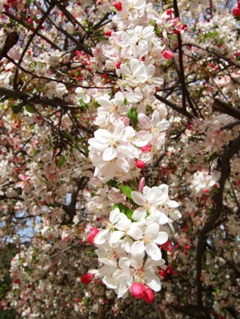 桜かな?