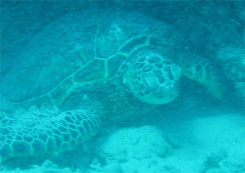 2006亀