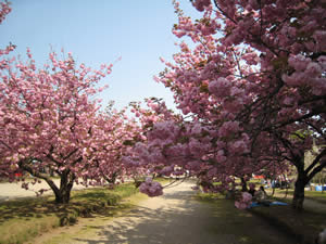 桜
