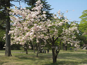 中の桜