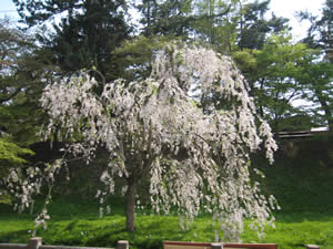 しだれ桜