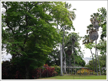 フォスター植物園