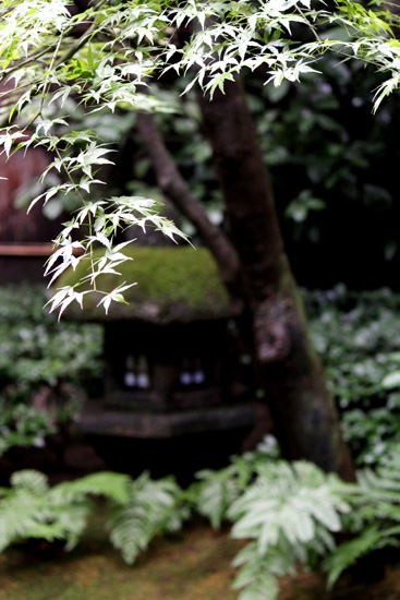 雨の濡れる木々の美しさ☆