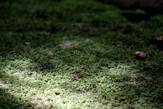 苔のお山も美しく