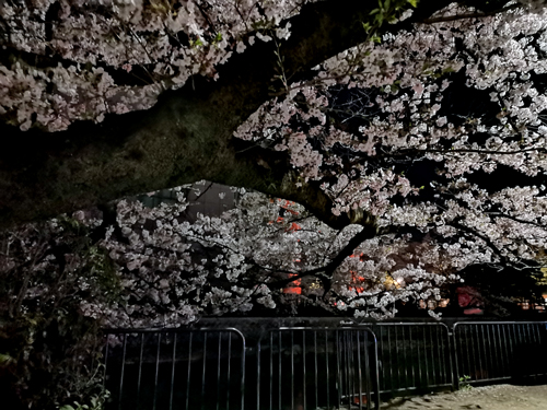 帰宅途中の満開の桜