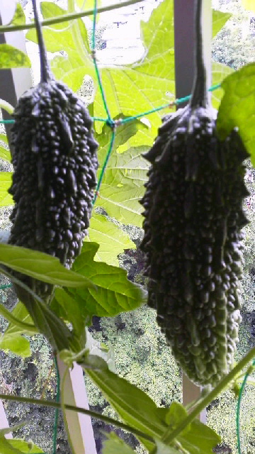 2014061509120000.jpg