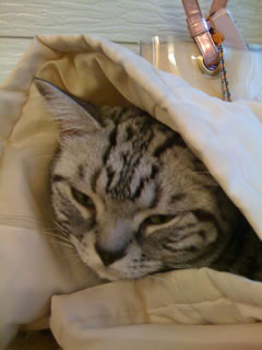 猫カフェの猫d