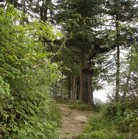 Manali Forest