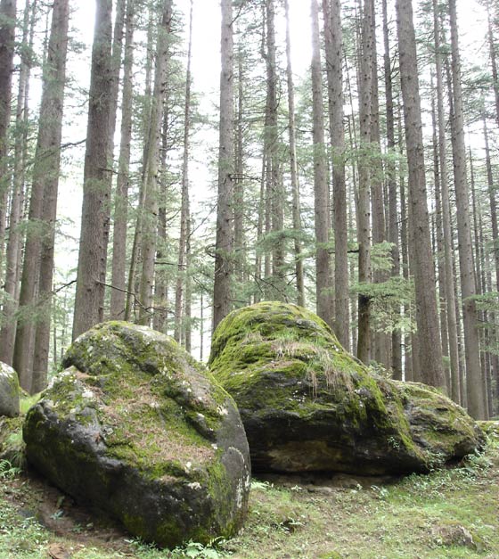 Manali Forest