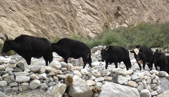 Hundar Cow