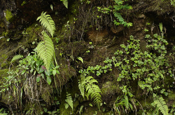 Nature