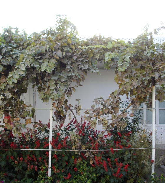 Nice House