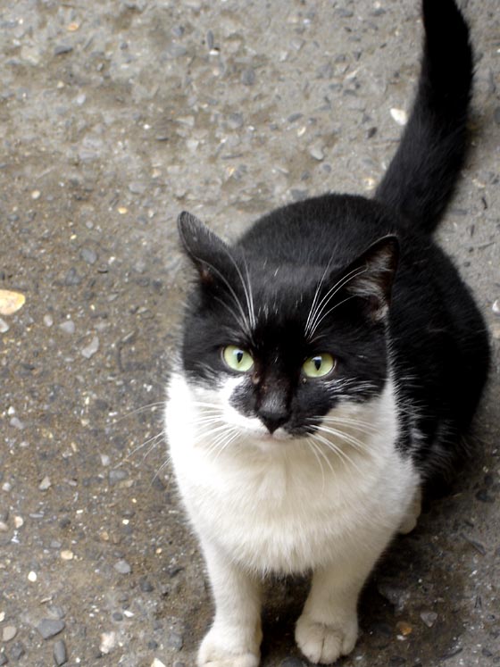 Cat