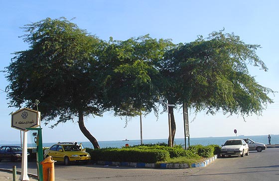 Bandale Abbas