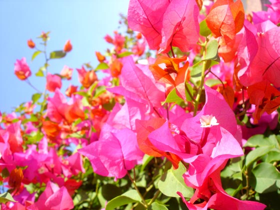 Muscat Flower