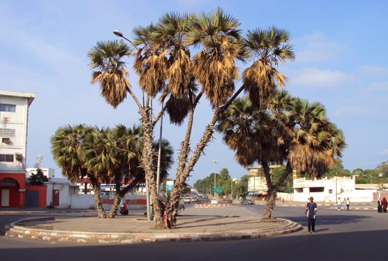 Djibouti Cuty Cenrer