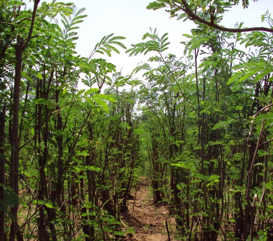 Dasane Farm
