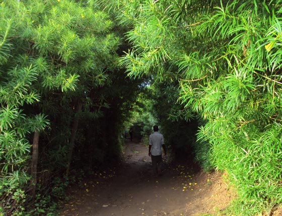 Road to Poat