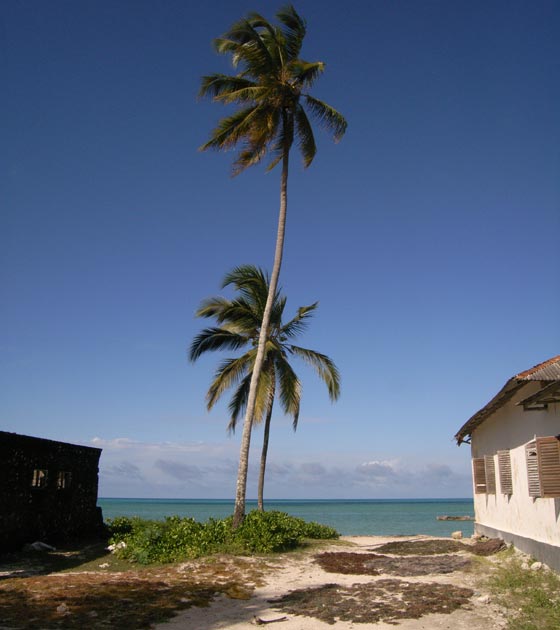 Janbiani
