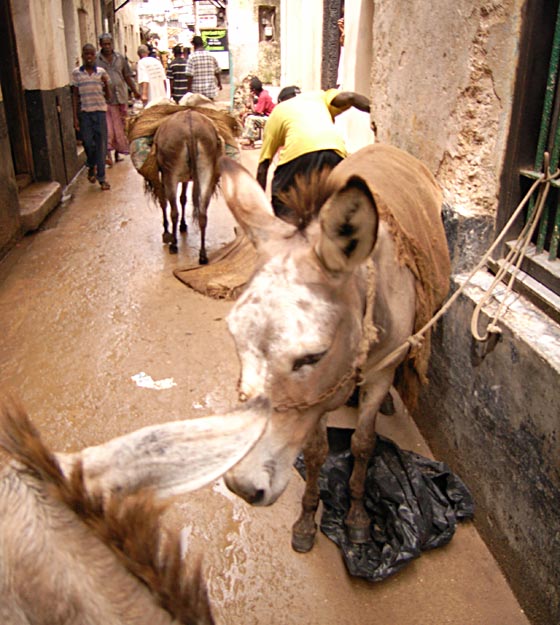 Lamu
