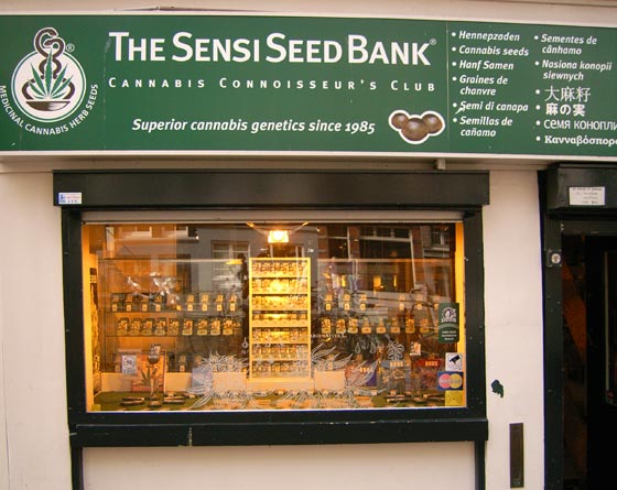 AMS sensi seed bank