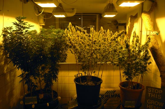 Hemp Museum