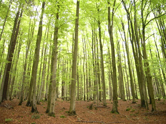 Wald Munchen