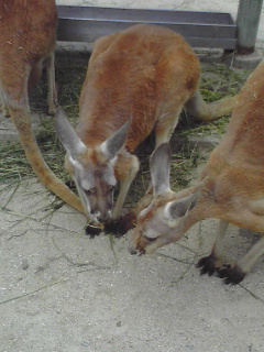 ハリネズミとハリモグラの違いを知りたい Hibi