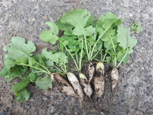 20130620_163602.jpg