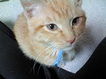 neko