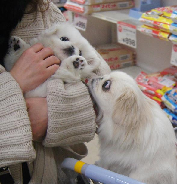 やきもち4