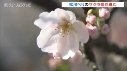 松川べり桜開花進む(チューリップ)