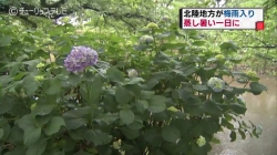 6月11日梅雨入り(チューリップ)
