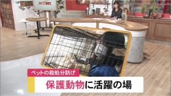 保護動物に活躍の場を(BBT)