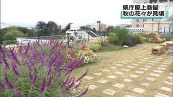 県庁屋上公園(NHK)