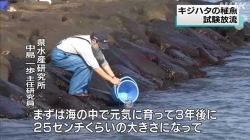 キジハタ稚魚試験放流(NHK)