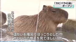 動物園カピバラの湯オープン(NHK)