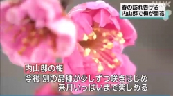 春の訪れ内山邸で梅が開花(NHK)