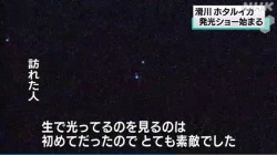 ホタルイカ発光ショー始まる(NHK)