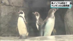 魚津の水族館鳥インフルエンザ終息でペンギンの公開再開(NHK)