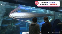 珍しい深海魚アカナマダ剥製で展示(KNB)