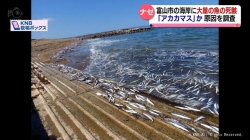 富山市の海岸に大量の魚の死骸(KNB)