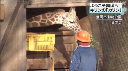 キリンのカリン繁殖のため富山の動物園引越し(NHK)