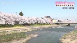 とやまの桜2021小矢部川を彩る千本桜(チューリップ)
