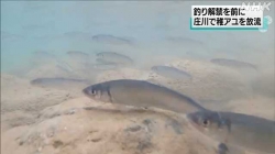 釣り解禁を前に庄川で稚アユの放流始まる(NHK)