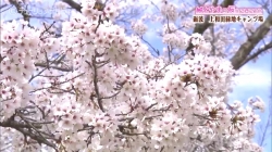 とやまの桜２０２１砺波市上和田緑地キャンプ場(チューリップ)